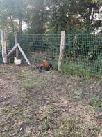 Gratis cochin haantjes verschillende leeftijden, Dieren en Toebehoren