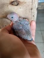 Molinea lepida en rupicola voor handopfok, Dieren en Toebehoren, Parkiet, Geringd