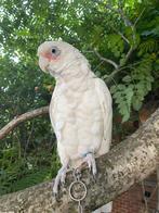 Perroquet cacatoès, Dieren en Toebehoren, Vrouwelijk, Papegaai, Pratend