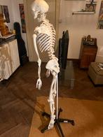 Anatomisch skelet, Ophalen