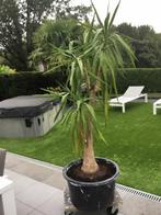 Jucacc, Huis en Inrichting, Woonaccessoires | Paraplubakken, Ophalen
