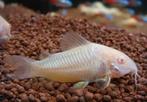 corydoras albino, Animaux & Accessoires, Poissons | Poissons d'aquarium, Autres types, Poisson d'eau douce