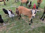 Kameroenbokken te koop, Mannelijk, Schaap, 0 tot 2 jaar