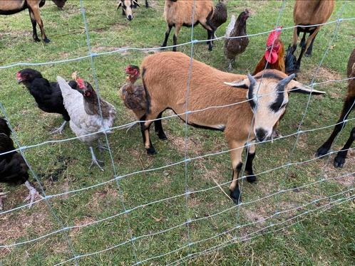 Kameroenbokken te koop, Dieren en Toebehoren, Schapen, Geiten en Varkens, Schaap, Mannelijk, 0 tot 2 jaar