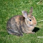 Jeune lapin nain mâle, 0 à 2 ans