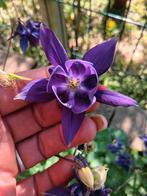 Graines d'ancolie violette biologiques, Enlèvement ou Envoi