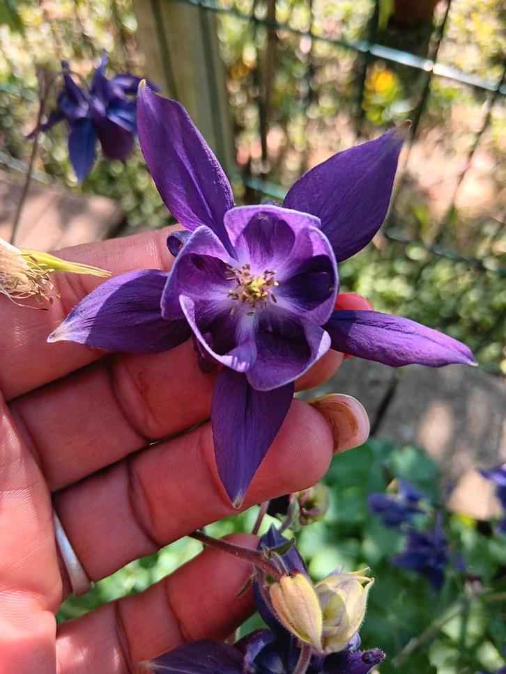 Graines d'ancolie violette biologiques, Jardin & Terrasse, Bulbes & Semences, Enlèvement ou Envoi