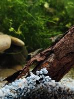 Neocaridinas garnalen voor Aquarium, Dieren en Toebehoren, Kreeft, Krab of Garnaal, Zoetwatervis