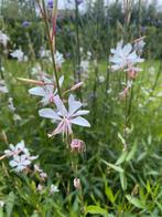 Gaura lindheimeri 'Whirling Butterflies, Vaste Plant., Tuin en Terras, Ophalen of Verzenden, Vaste plant