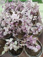 planten, Tuin en Terras, Planten | Tuinplanten, Vaste plant, Ophalen of Verzenden, Halfschaduw, Klimplanten