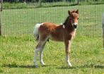 Oktober deals maand, Dieren en Toebehoren, Pony's, Merrie, Gechipt, Niet van toepassing, 0 tot 2 jaar