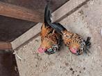 2 sabelpoot haantjes, Dieren en Toebehoren, Pluimvee