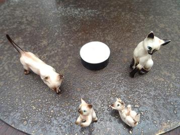 4 prachtige kleine Siamese katten, kittens. Porselein  beschikbaar voor biedingen