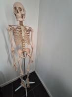 Skelet, Diversen, Ophalen, Zo goed als nieuw
