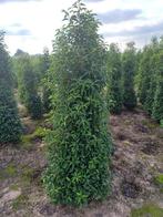 haagplanten particulieren en groothandel, Ophalen, Taxus