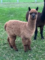 Alpaca hengsten veulen, Dieren en Toebehoren, Mei, Mannelijk
