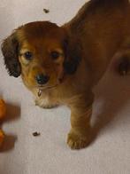 Langhaar dwerg teckel pup, België, Fokker | Hobbymatig, CDV (hondenziekte), 8 tot 15 weken