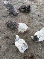 Brahma kippen, Dieren en Toebehoren, Pluimvee