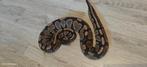 Koppel Gravel het DG ball python, Dieren en Toebehoren, Slang, Tam, 0 tot 2 jaar