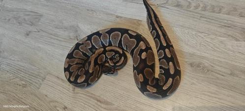 Koppel Gravel het DG ball python, Dieren en Toebehoren, Reptielen en Amfibieën, Slang, 0 tot 2 jaar, Tam
