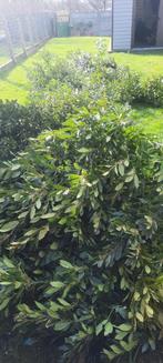 Laurier Sauce, Jardin & Terrasse, Laurier