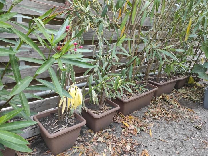 Oleander, Tuin en Terras, Planten | Tuinplanten, Ophalen of Verzenden