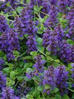 Ajuga reptans of Zenegroen (laag blijvende bodembedekker), Enlèvement, Plante fixe, Couvre-sol, Mi-ombre