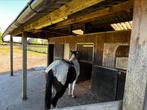 3 stallen en opbergruimte, Dieren en Toebehoren, Stalling, 2 of 3 paarden of pony's