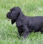Engelse Cocker pups, Dieren en Toebehoren, België, CDV (hondenziekte), 8 tot 15 weken, Meerdere