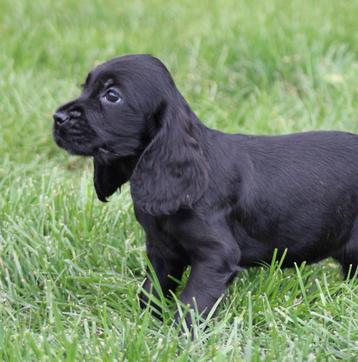 Engelse Cocker pups beschikbaar voor biedingen