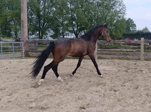 Zeer knappe 2jaarse hengst, springpaard, Dieren en Toebehoren, Paarden, Hengst, Springpaard