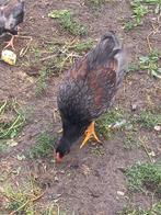 barnevelder dubbel gezoomd, Dieren en Toebehoren, Pluimvee