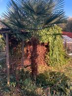 Mooie grote palmboom te koop., Tuin en Terras, Planten | Tuinplanten, Ophalen, Vaste plant, Overige soorten