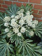 Fatsia japonica 'Spider's Web' - Finger Plant, Autres espèces, Automne, Enlèvement, Plante fixe