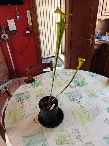 Sarracenia flave trompetbekerplant beschikbaar voor biedingen