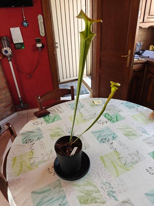 Sarracenia flave trompetbekerplant, Huis en Inrichting, Kamerplanten, Ophalen of Verzenden