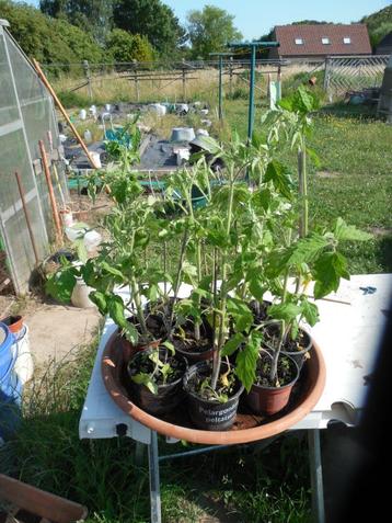 Plant de tomates beschikbaar voor biedingen