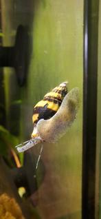 Anentome Helena slak - assassin snail - slaketende slak, Dieren en Toebehoren, Vissen | Aquariumvissen, Slak of Weekdier, Zoetwatervis