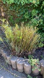 Bamboe reeds uitgegraven, Jardin & Terrasse, Plantes | Jardin, Enlèvement ou Envoi