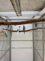 Compleet kweekbestand halsbandparkiet  halsband parkiet 55st, Geringd