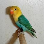 Fischerie, Mâle, Perroquet nain ou Inséparable