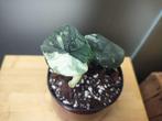 Alocasia melo variegata, Huis en Inrichting, Ophalen of Verzenden