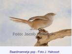 vogels gezocht baardmannetje, Animaux & Accessoires, Oiseaux | Oiseaux Autre, Oiseau tropical, Bagué, Femelle