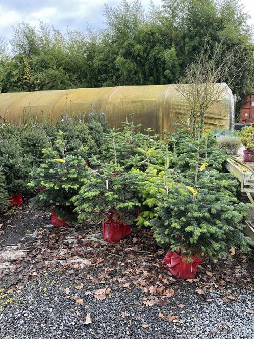 DENNEBOMEN   VOOR  VOLIERE    MIN  40 %, Dieren en Toebehoren, Vogels | Hokken en Kooien, Nieuw, Volière, Hout, Ophalen