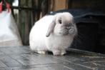 NHD rammetje, Animaux & Accessoires, Lapins, Mâle, Nain, Oreilles tombantes, 0 à 2 ans