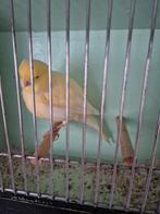 Borders, Dieren en Toebehoren, Mannelijk, Postuurkanarie