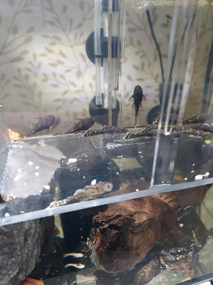 Jonge, Levendige Ancistrussen (Borstelneuzen), Dieren en Toebehoren, Vissen | Aquariumvissen, Zoetwatervis, Vis