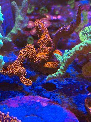 Montipora samarensis beschikbaar voor biedingen