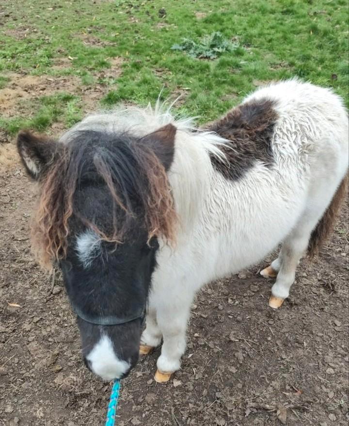 Super lief en schattig shetland veulentje️, Dieren en Toebehoren, Pony's, Hengst, Onbeleerd, A pony (tot 1.17m), Recreatiepony