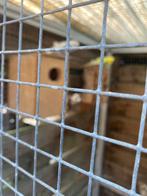 Grasparkieten, Dieren en Toebehoren, Vogels | Parkieten en Papegaaien